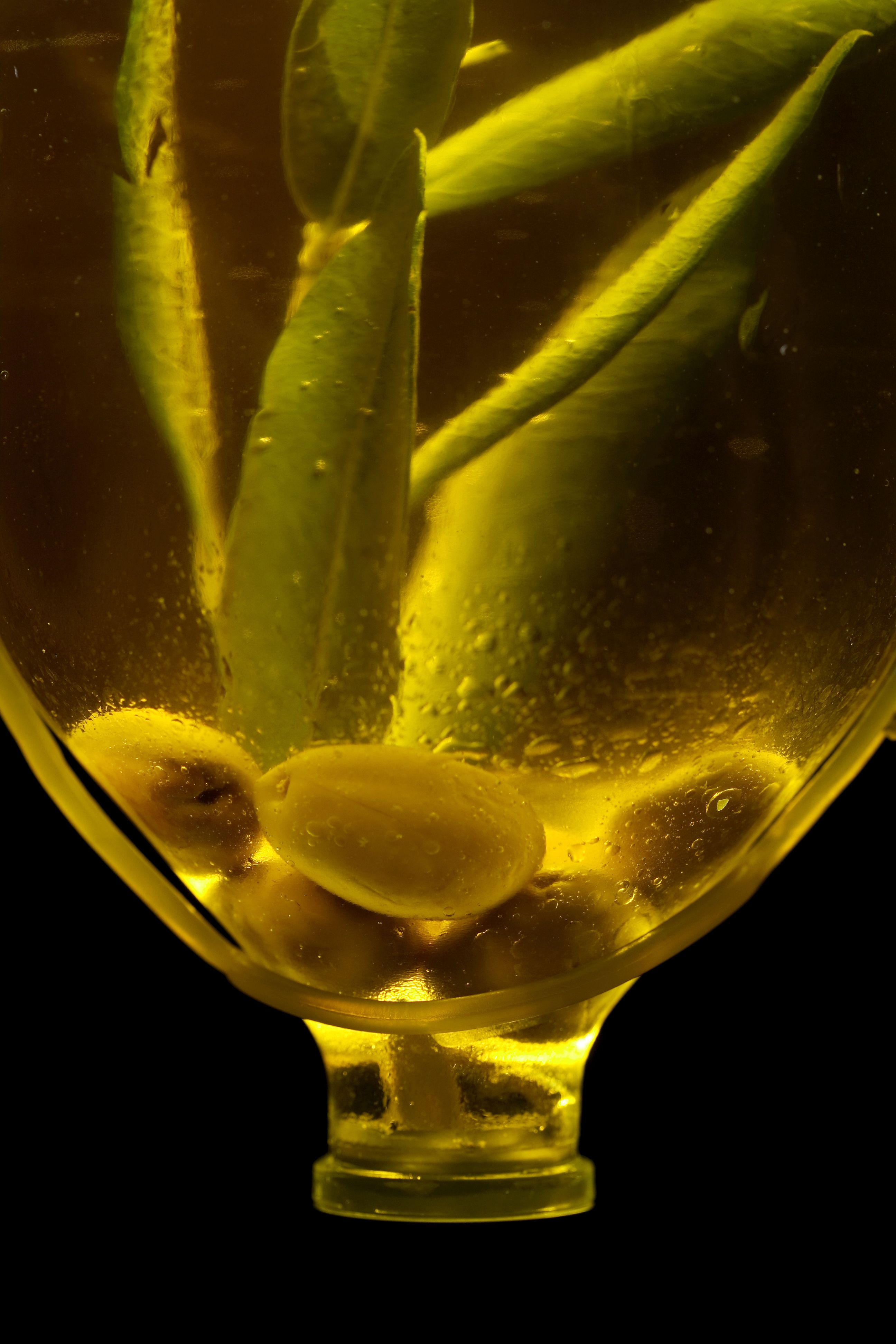 L’Oro Liquido d'Italia: Viaggio Sensoriale tra Storia Sacra, Geografie del Gusto e il Prestigio Globale del Nostro EVO