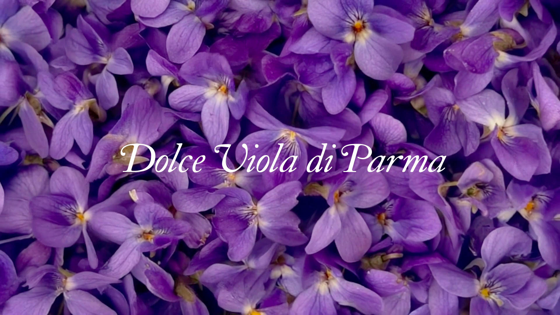 Dolce viola di Parma® - «Dolce, liscia e dal color malva …»